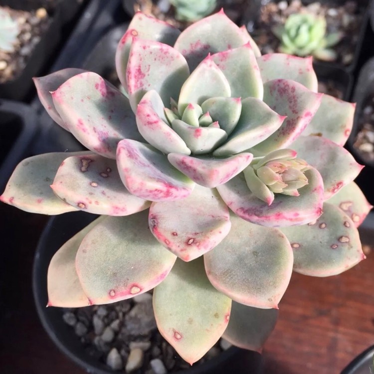 Plant image Echeveria Pretty In Pink