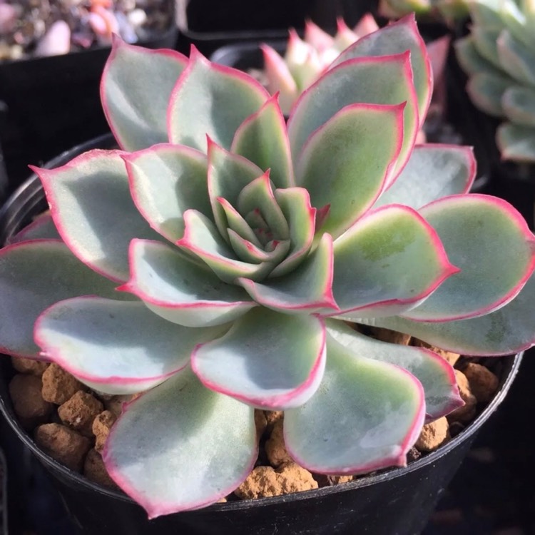 Plant image Echeveria Esther