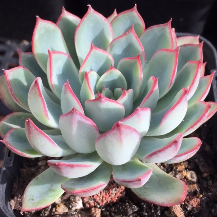 Plant image Echeveria Esther