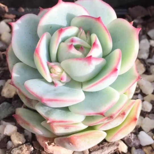 Plant image Echeveria Captain Hay