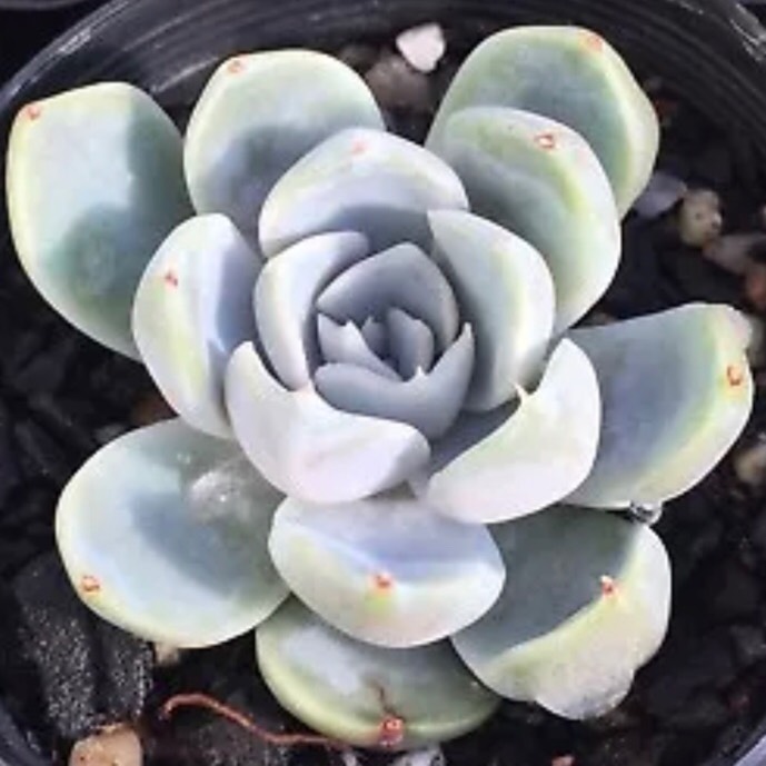 Plant image Echeveria Snow Bunny