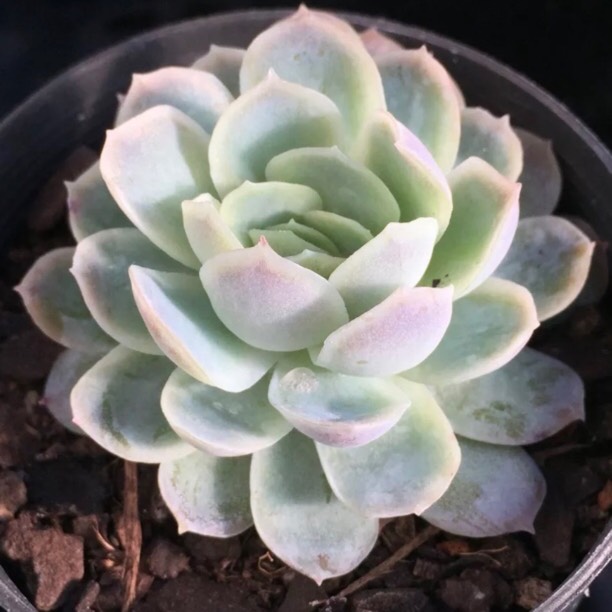 Plant image Echeveria Raspberry Ice