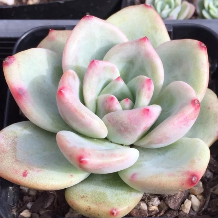 Plant image Echeveria Baekya