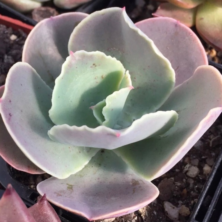 Plant image Echeveria Pastel