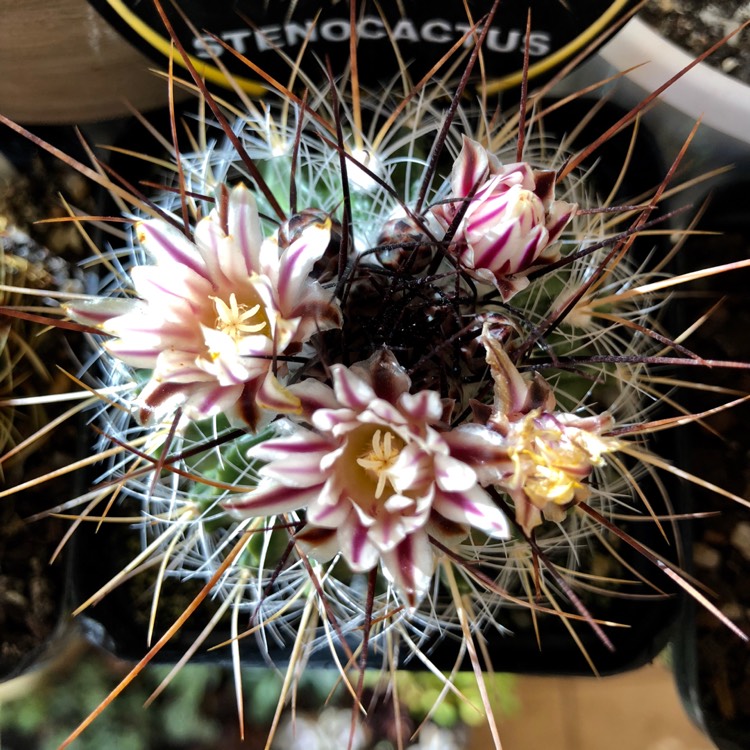 Plant image Stenocactus multicostatus syn. Echinofossulocactus multicostatus