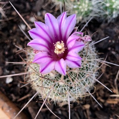 Stenocactus multicostatus syn. Echinofossulocactus multicostatus