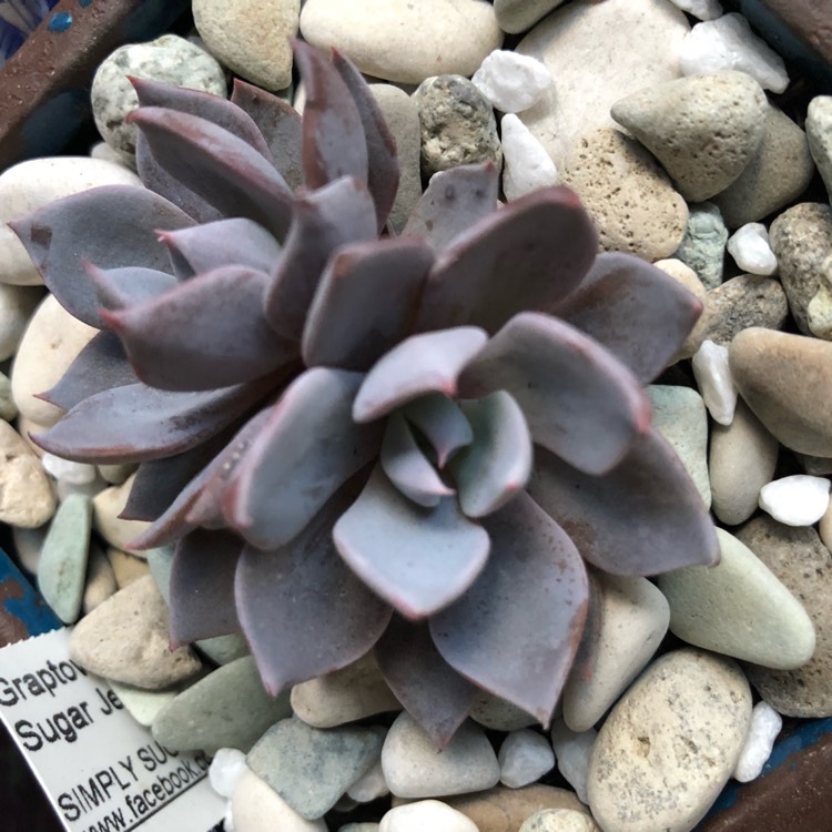 Plant image Graptopetalum Sugar Jelly