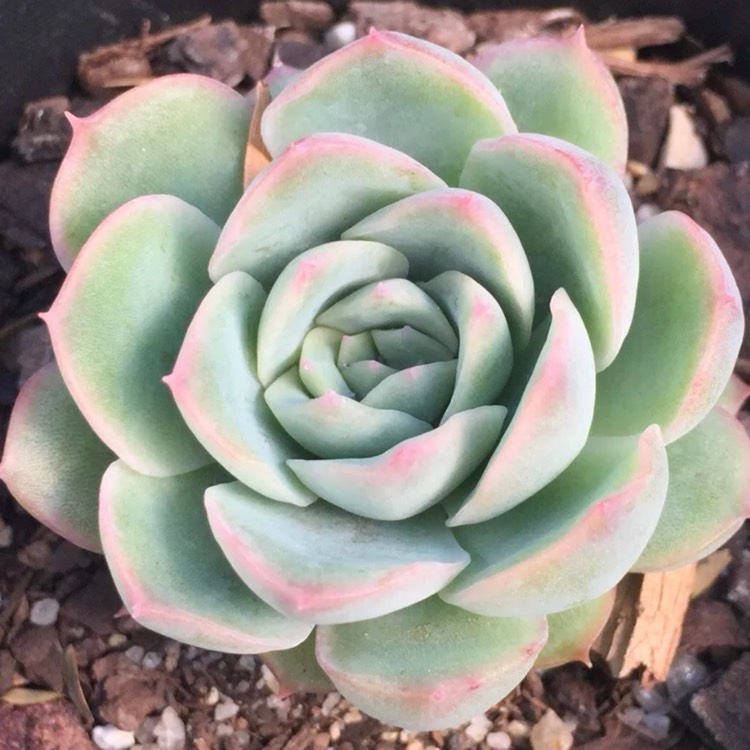 Plant image Echeveria Elegans x Violet Queen