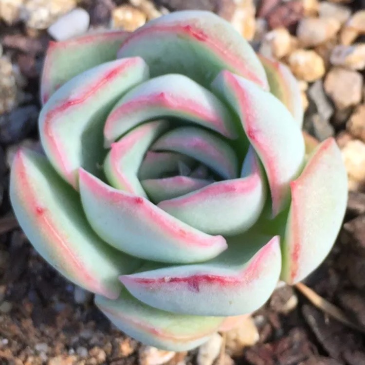 Plant image Echeveria Raspberry Ice