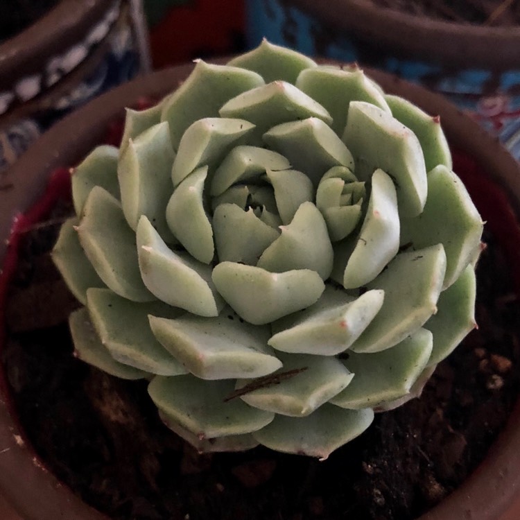 Plant image Echeveria Hyalina