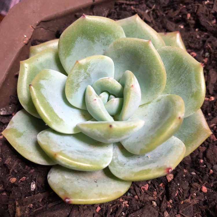 Plant image Echeveria Haku-Ho