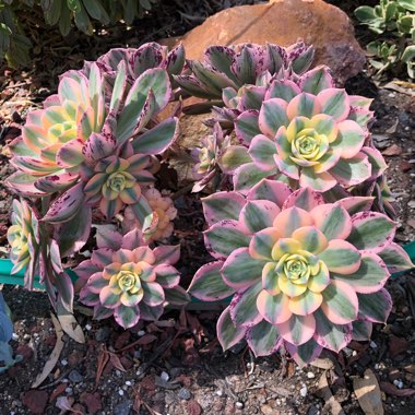 Aeonium Sunburst