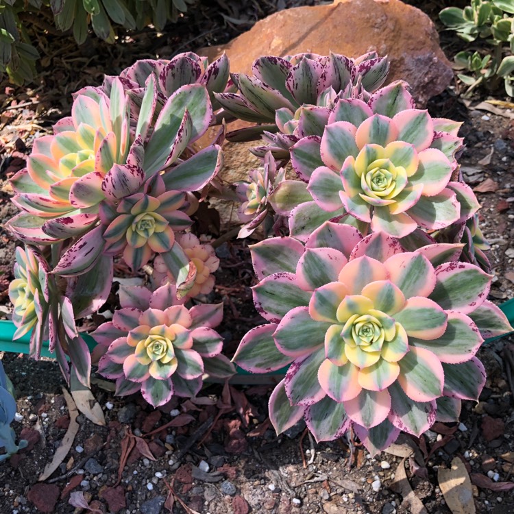 Aeonium Sunburst, Aeonium 'Sunburst' - uploaded by @lee8865