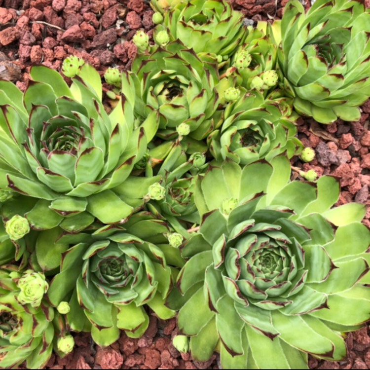 Plant image Sempervivum Royanum