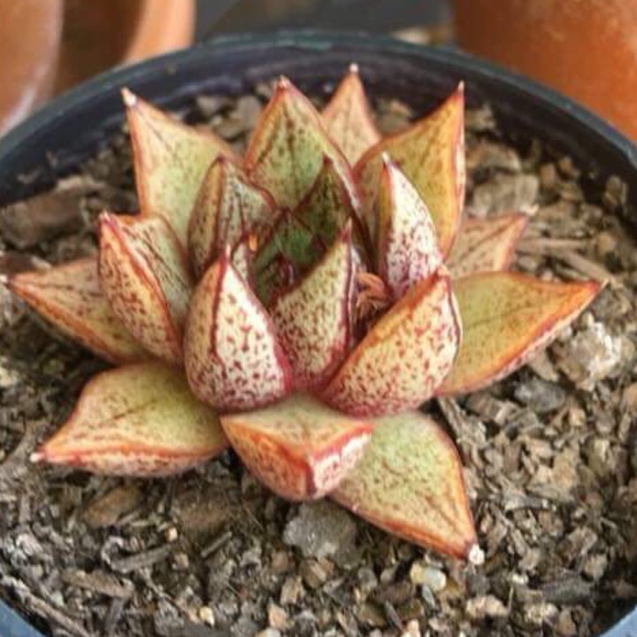 Plant image Echeveria Purpusorum White Form