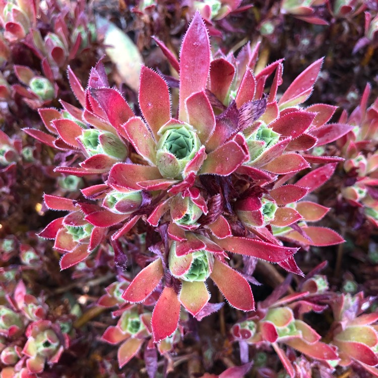 Plant image Aeonium Cornish Tribute