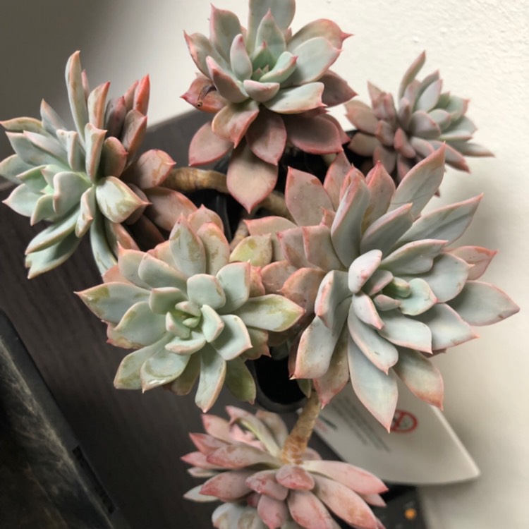 Plant image Echeveria Prunella