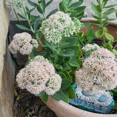 Stonecrop 'Brilliant'