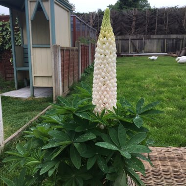 Lupin 'Polar Princess'