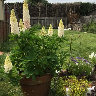 Lupin 'Polar Princess'