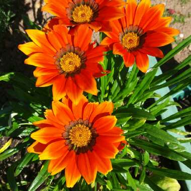 Gazania rigens 'Kiss Bronze'