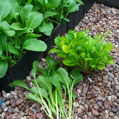 Brassica chinensis var. parachinensis