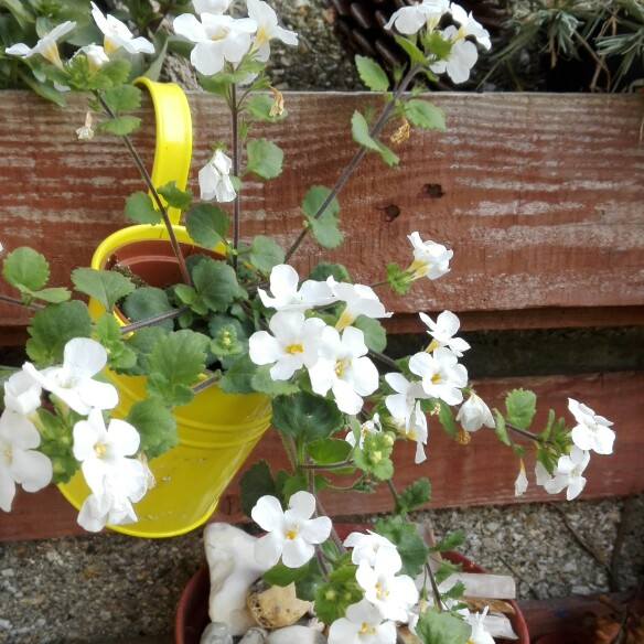 Plant image Bacopa Monnieri