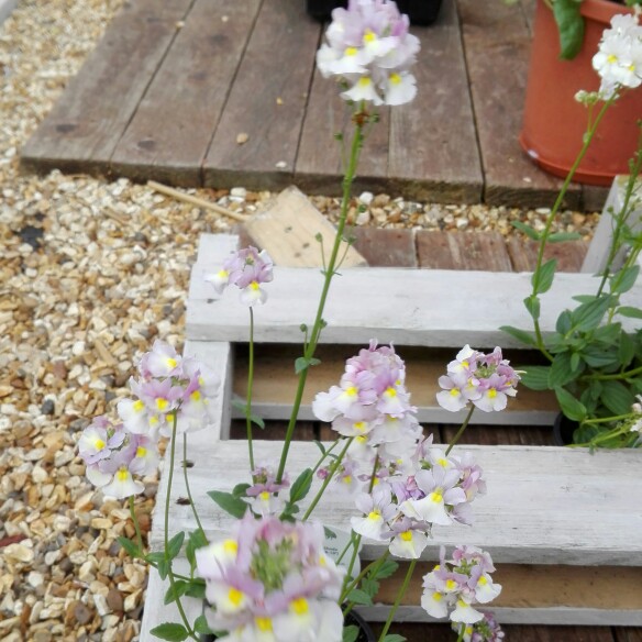 Plant image Nemesia maritana 'Sweet Lady'