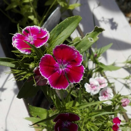 Plant image Dianthus barbatus 'Persian Carpet'