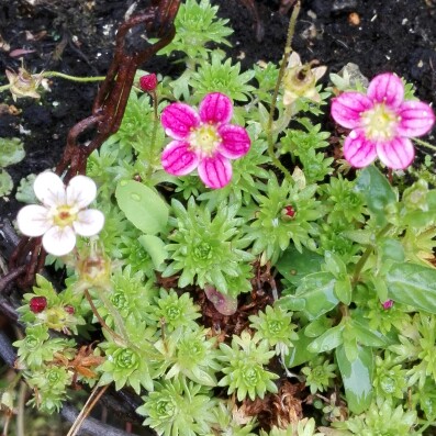 Plant image Saxifraga x arendsii 'Mossy White'