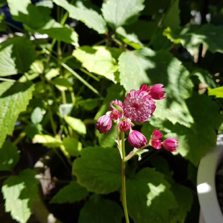 Plant image Astrantia major 'Star of Fire'