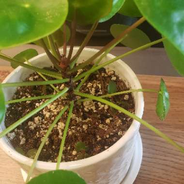 Pilea peperomioides