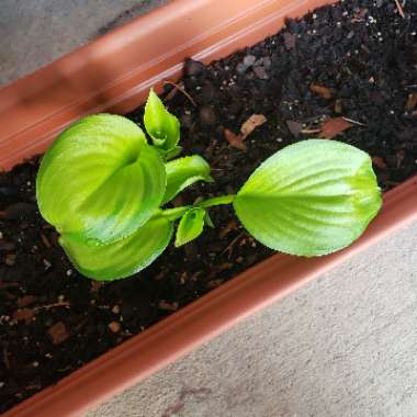 Hosta 'Stained Glass'