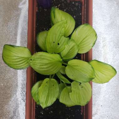 Hosta 'Stained Glass'