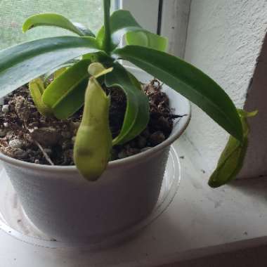 Nepenthes Sanguinea