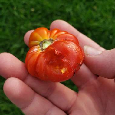 Solanum lycopersicum 'Costoluto Genovese'