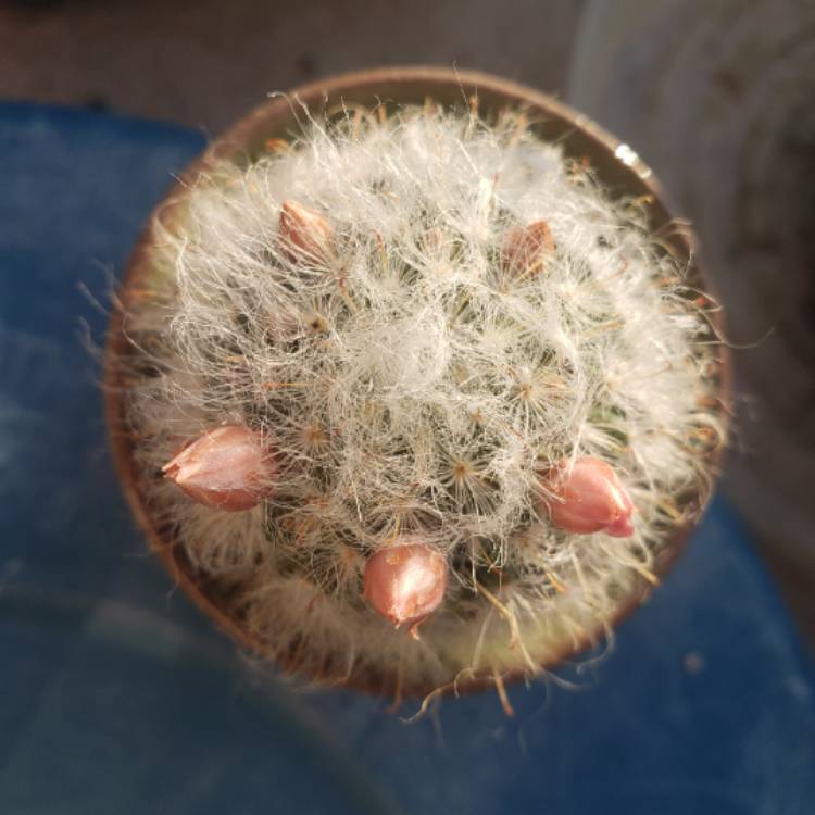 Plant image Mammillaria bocasana