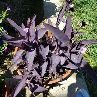 Tradescantia pallida