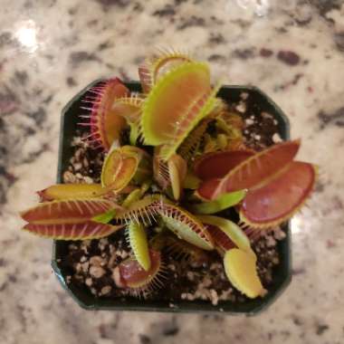 Dionaea muscipula