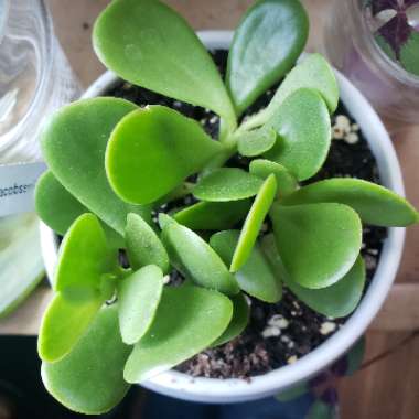 Senecio jacobsenii