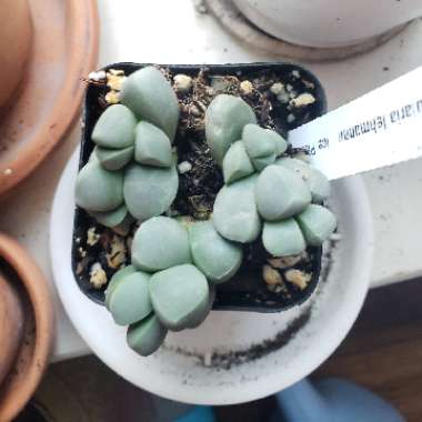 Corpuscularia lehmannii syn. Delosperma lehmannii