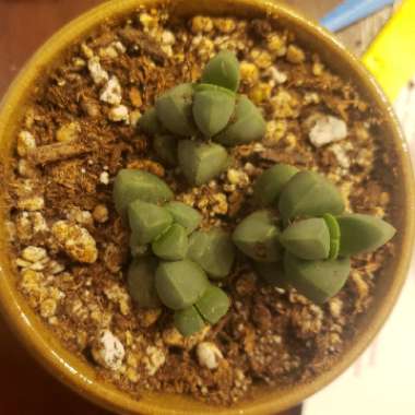 Corpuscularia lehmannii syn. Delosperma lehmannii