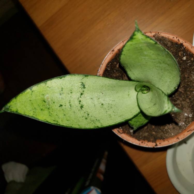 Plant image Sansevieria Moonshine