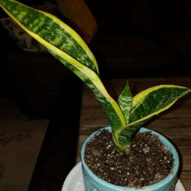 Sansevieria trifasciata var. laurentii