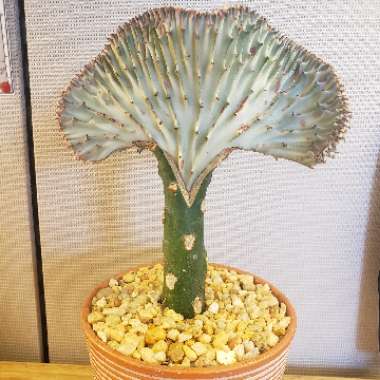 Euphorbia lactea f. cristata