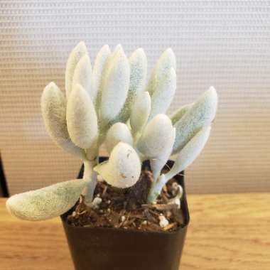 Senecio Haworthii