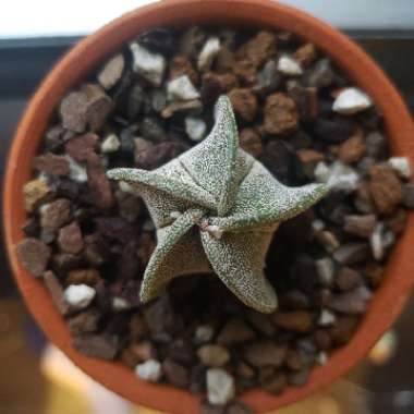 Astrophytum myriostigma