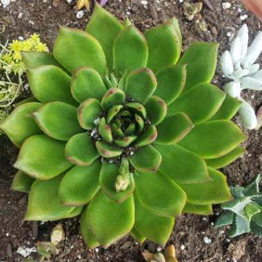 Echeveria Agavoides