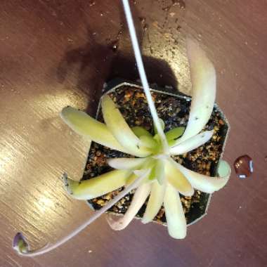 Pinguicula 'Aphrodite'