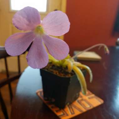 Pinguicula 'Aphrodite'